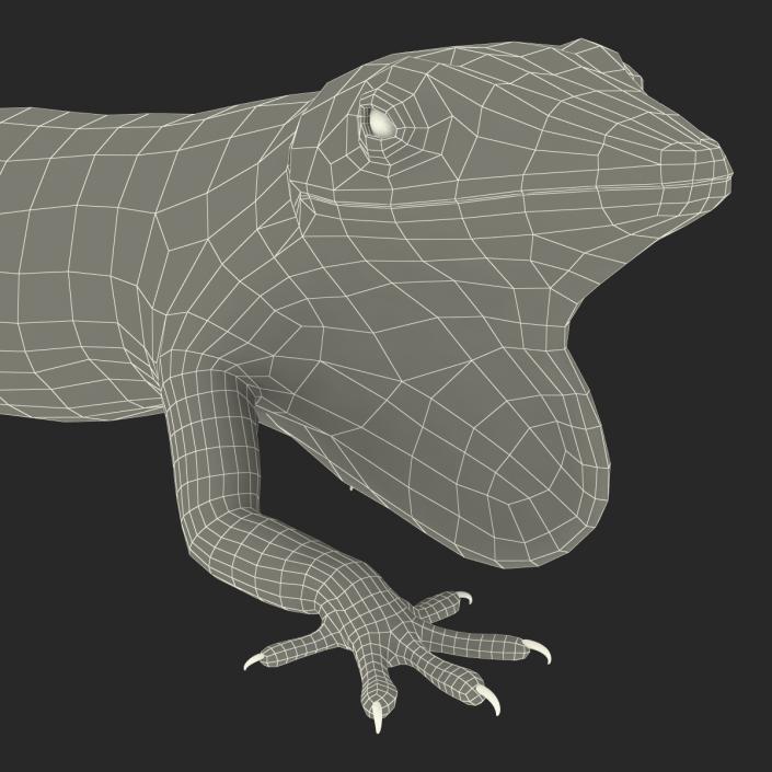 3D Carolina Anole Lizard Pose 3 model