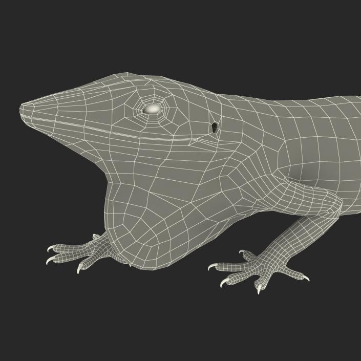 3D Carolina Anole Lizard Pose 3 model