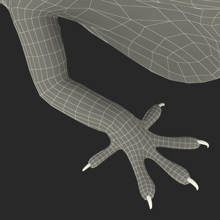 3D Carolina Anole Lizard Pose 3 model