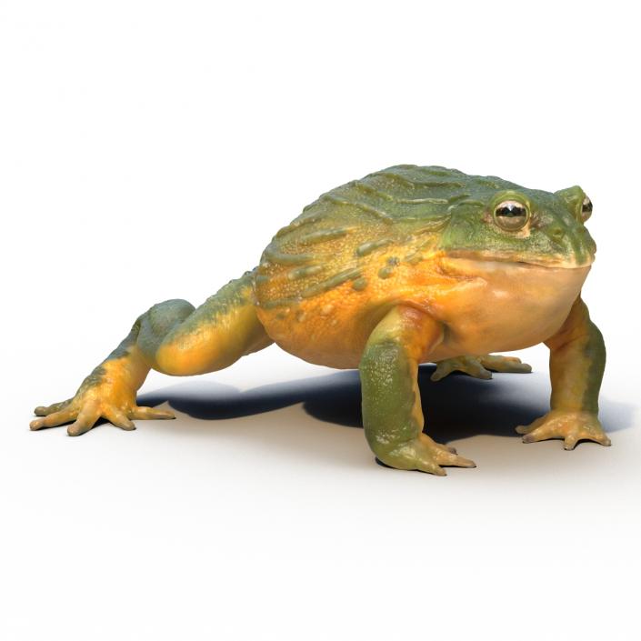 3D African Bullfrog Rigged model