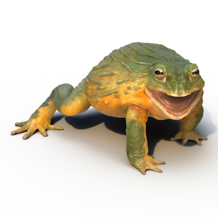 3D African Bullfrog Rigged model