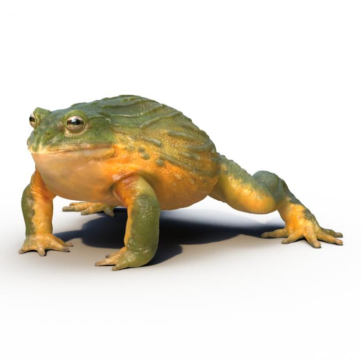 3D African Bullfrog Rigged model