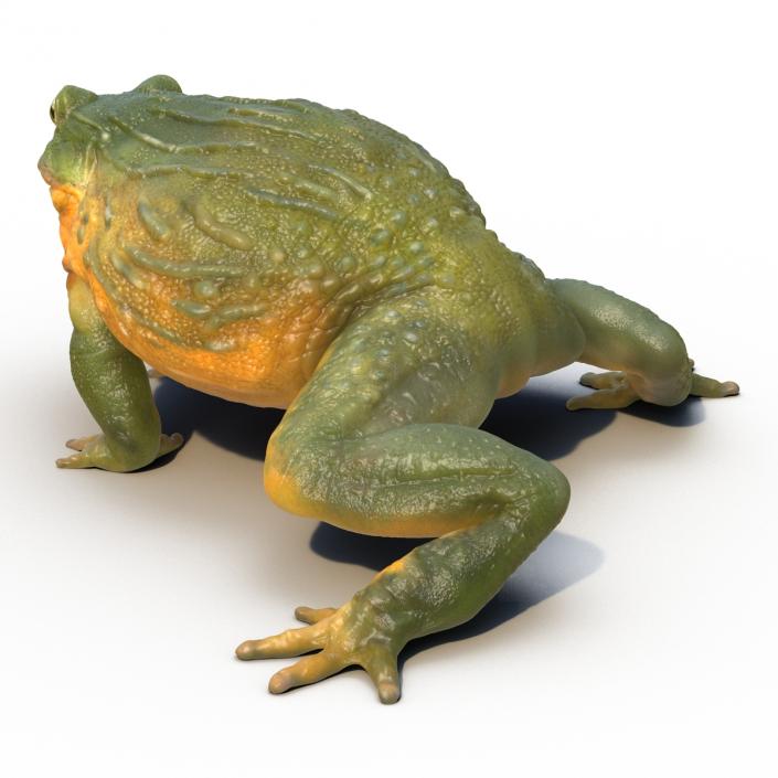 3D African Bullfrog Rigged model