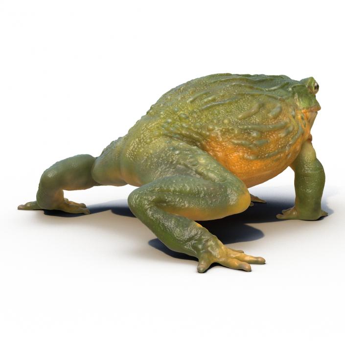 3D African Bullfrog Rigged model