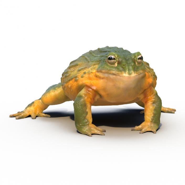 3D African Bullfrog Rigged model