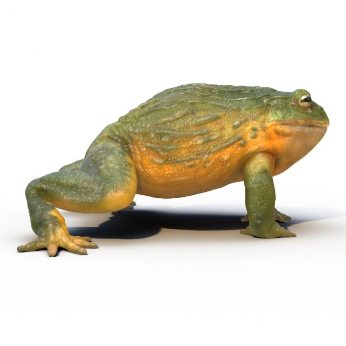 3D African Bullfrog Rigged model