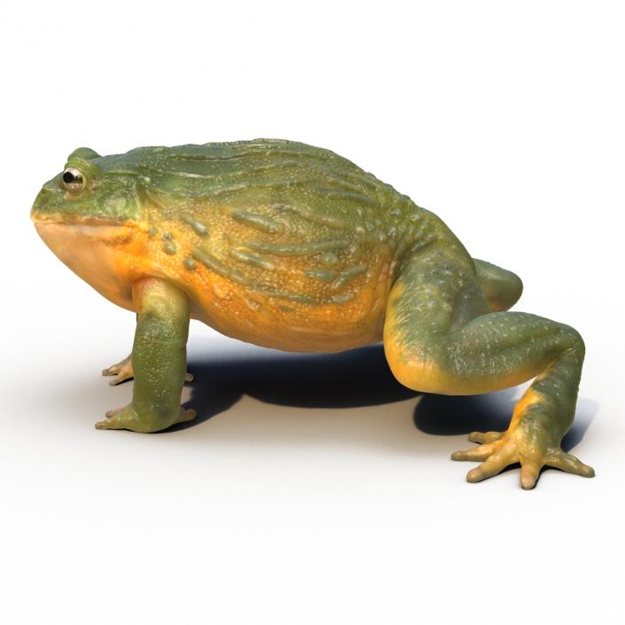 3D African Bullfrog Rigged model