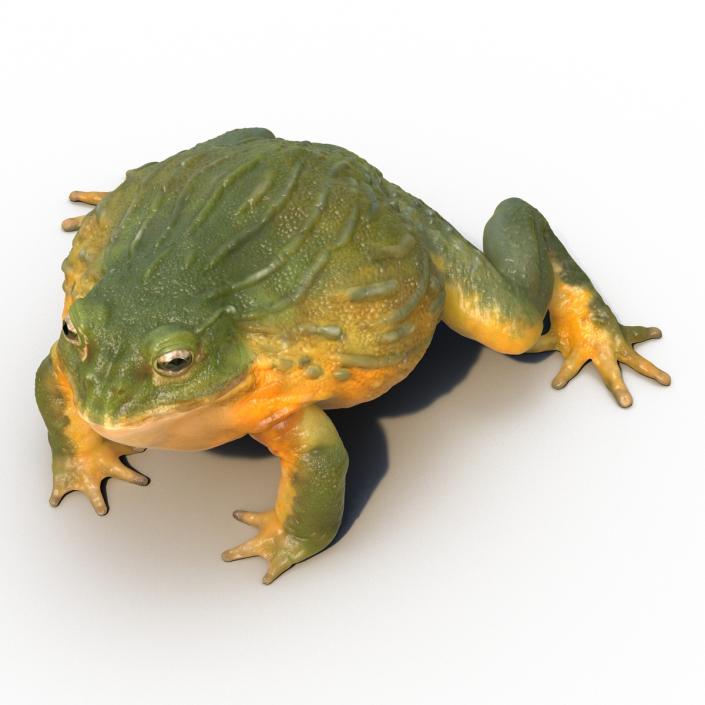 3D African Bullfrog Rigged model