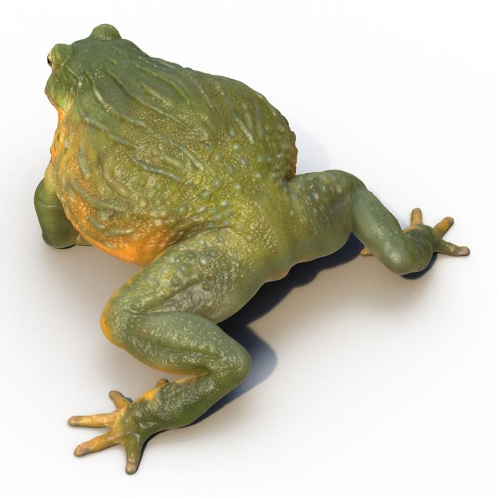 3D African Bullfrog Rigged model