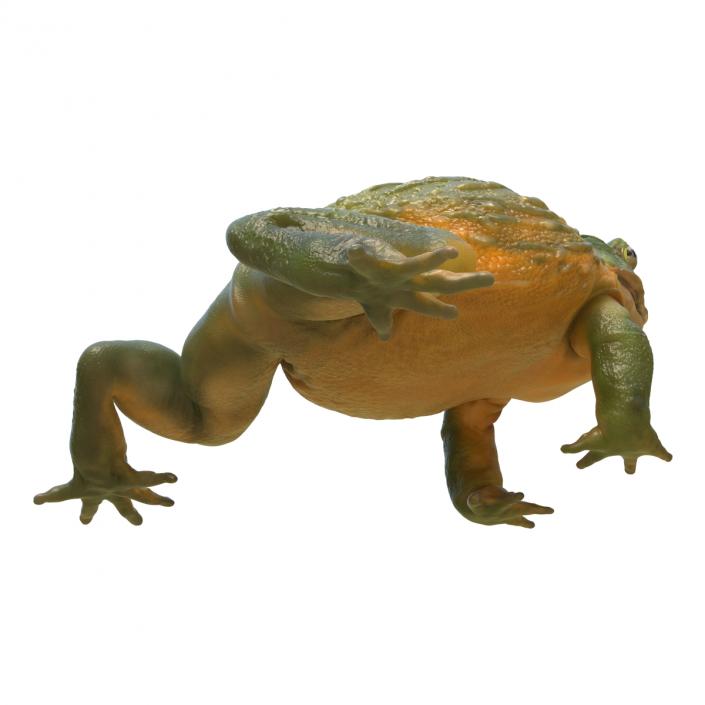 3D African Bullfrog Rigged model