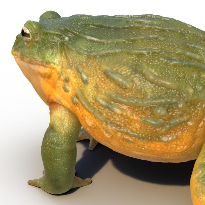 3D African Bullfrog Rigged model