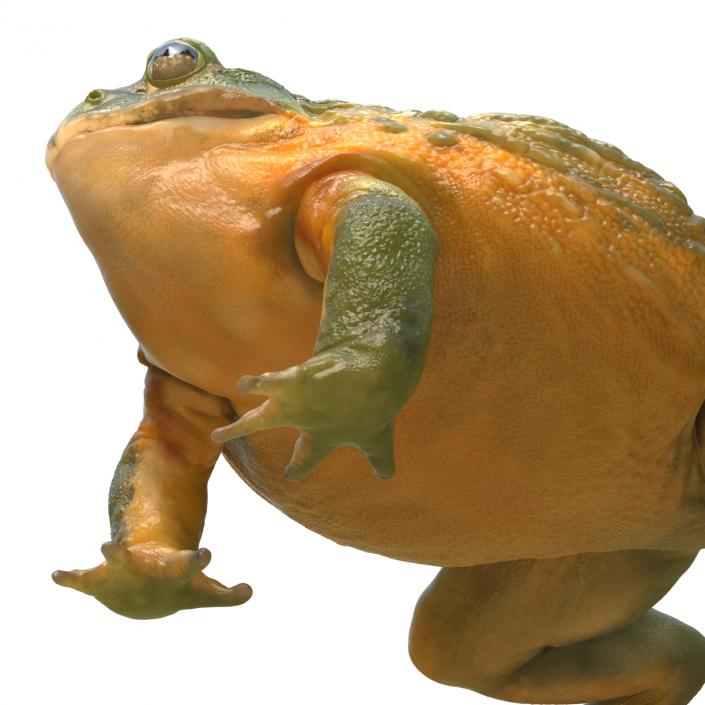 3D African Bullfrog Rigged model