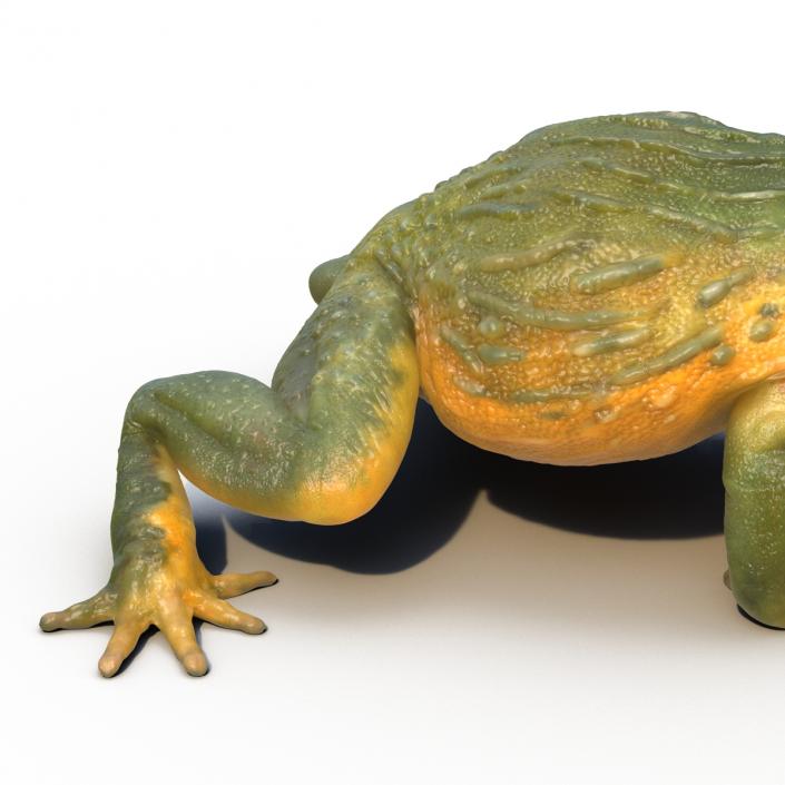 3D African Bullfrog Rigged model