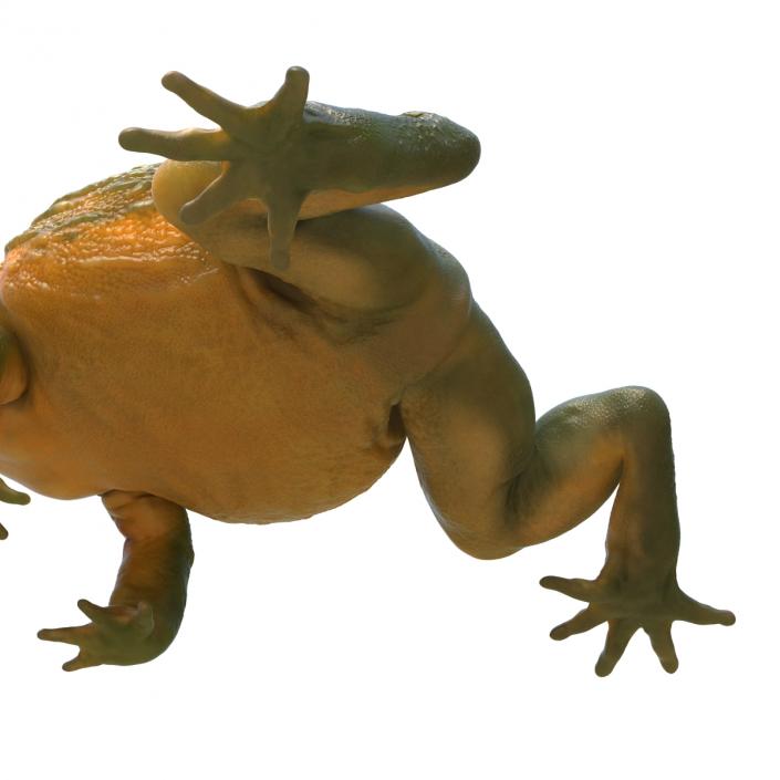 3D African Bullfrog Rigged model