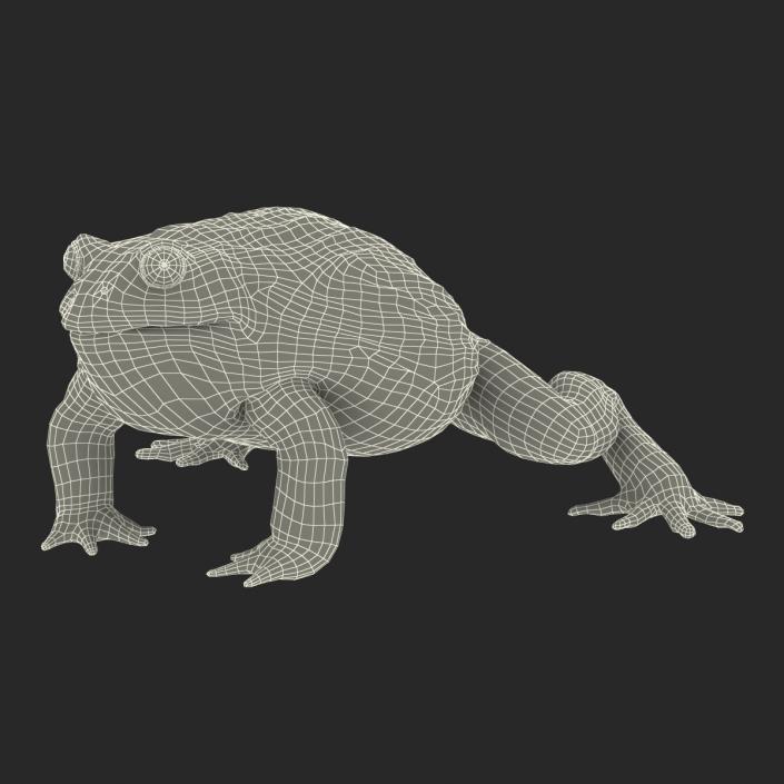 3D African Bullfrog Rigged model