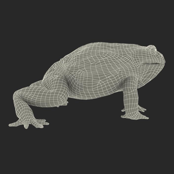 3D African Bullfrog Rigged model