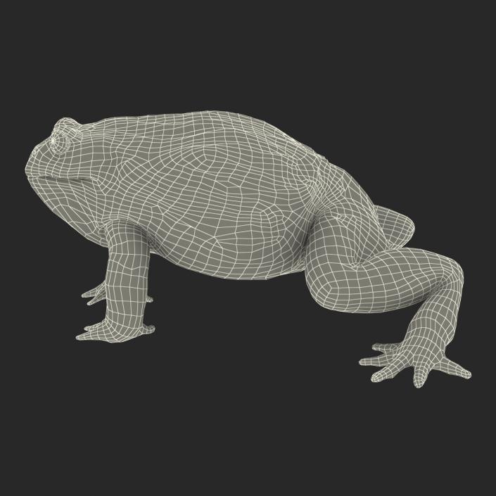 3D African Bullfrog Rigged model