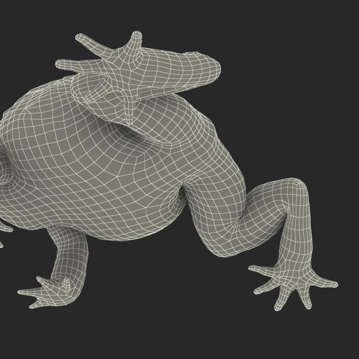 3D African Bullfrog Rigged model