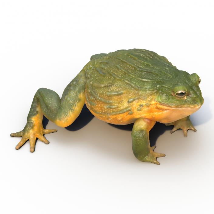 3D African Bullfrog