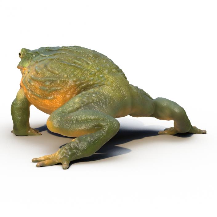 3D African Bullfrog