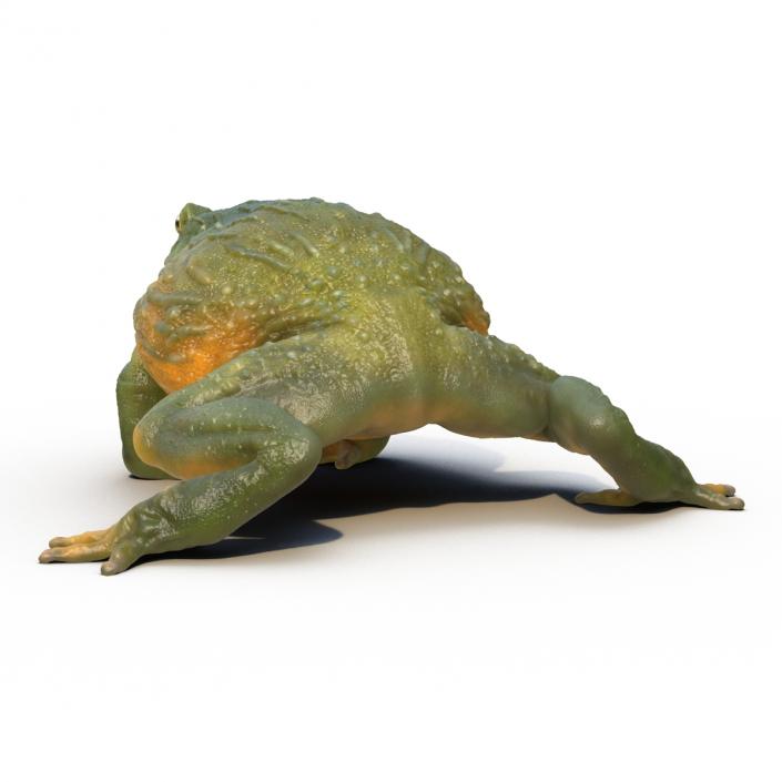 3D African Bullfrog