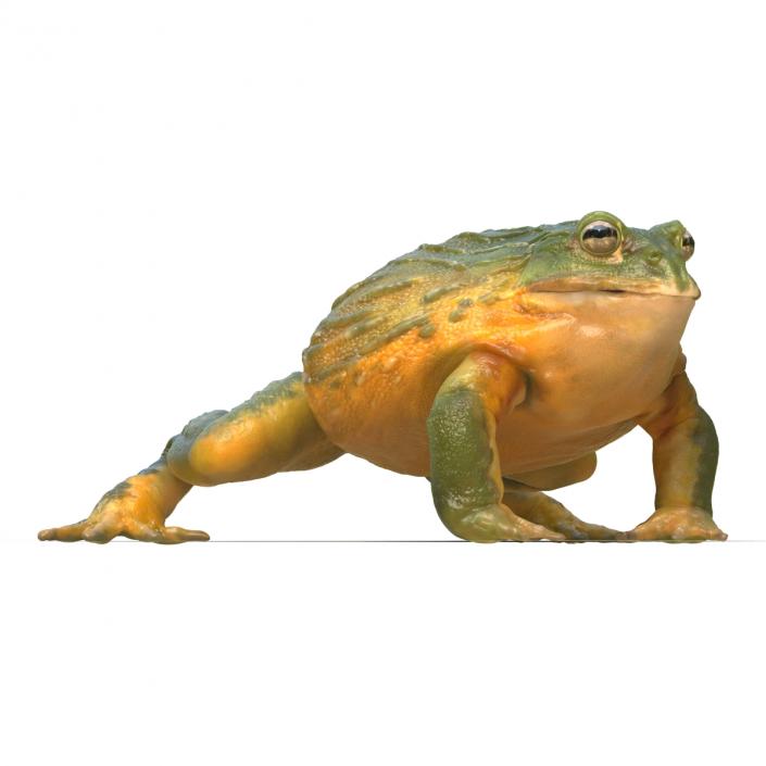 3D African Bullfrog