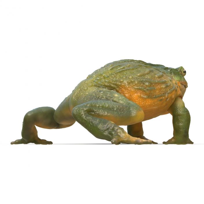 3D African Bullfrog