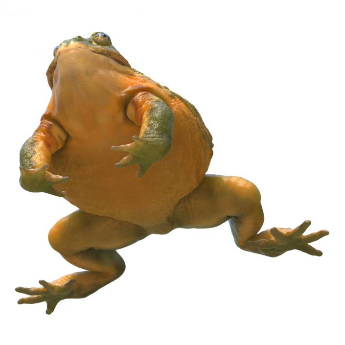 3D African Bullfrog