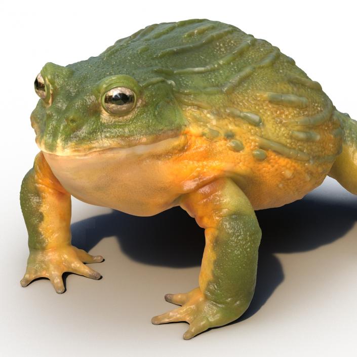 3D African Bullfrog