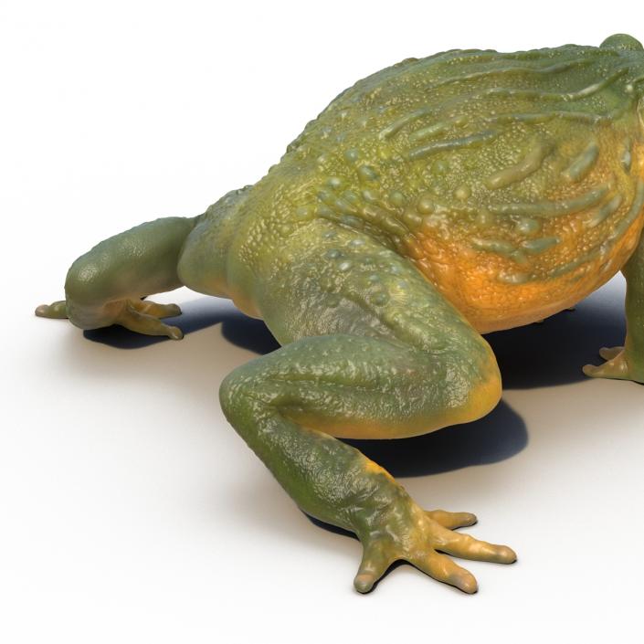 3D African Bullfrog