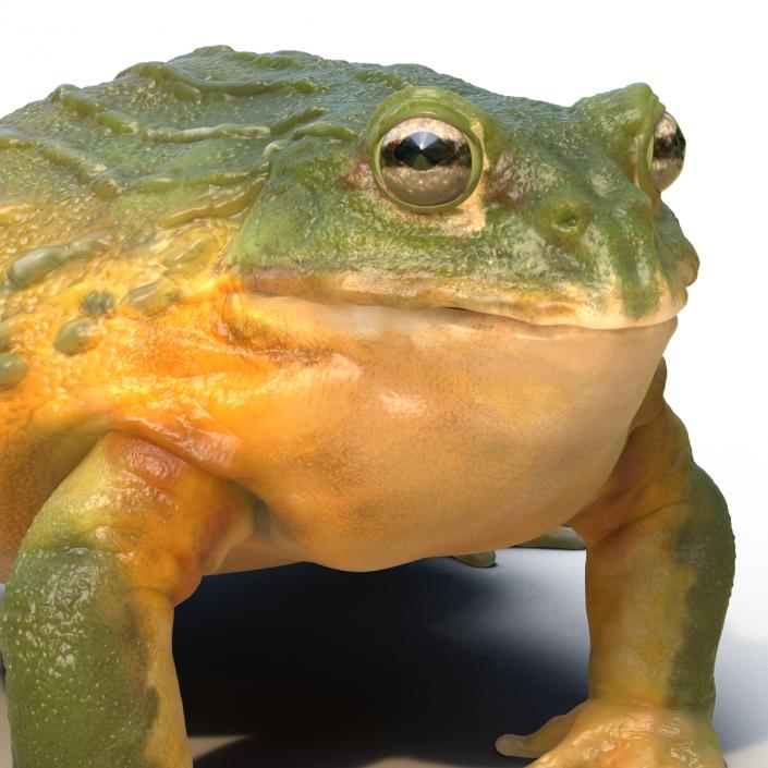 3D African Bullfrog