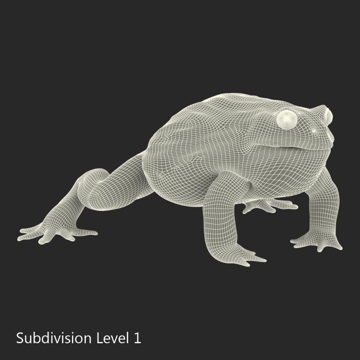 3D African Bullfrog