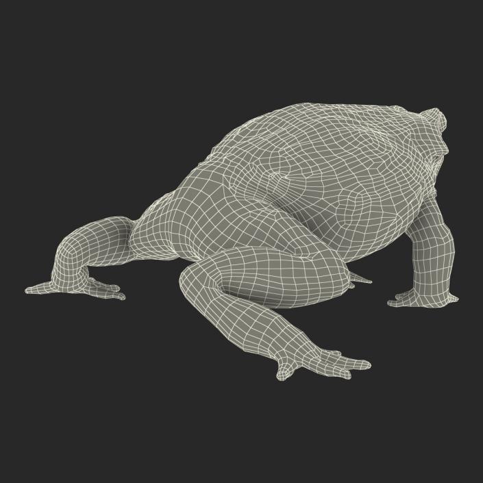 3D African Bullfrog