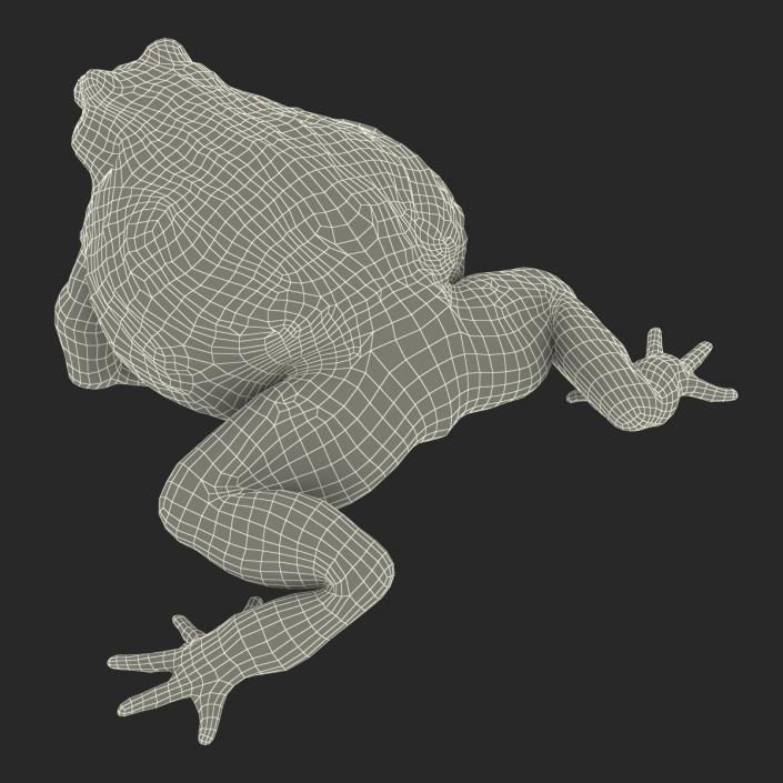 3D African Bullfrog