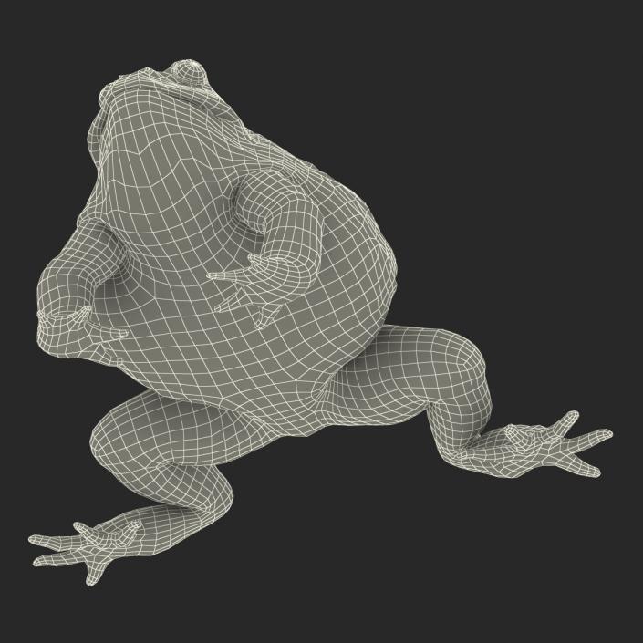 3D African Bullfrog