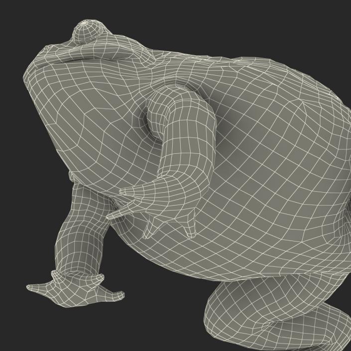 3D African Bullfrog