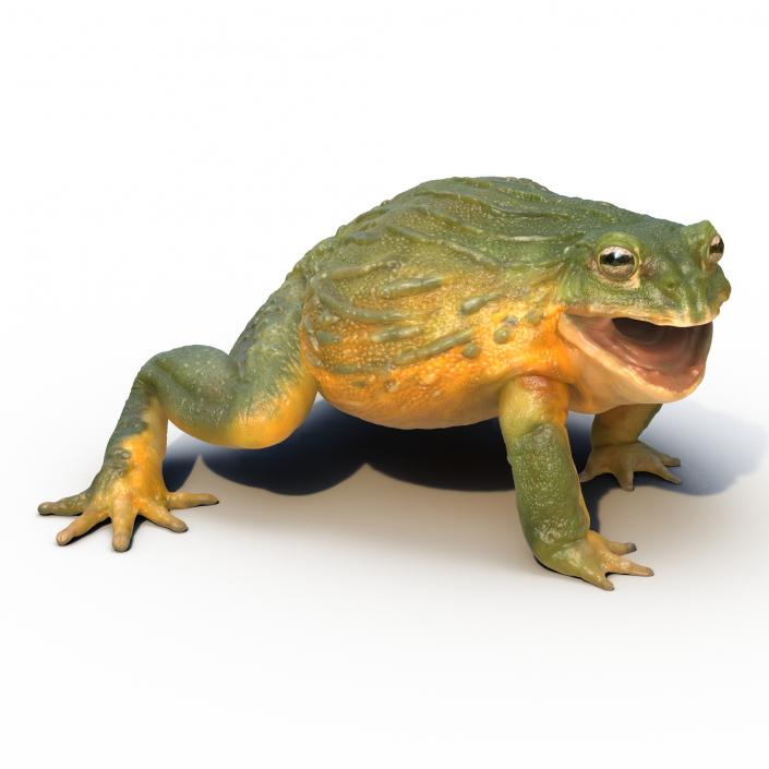 3D African Bullfrog Pose 2 model