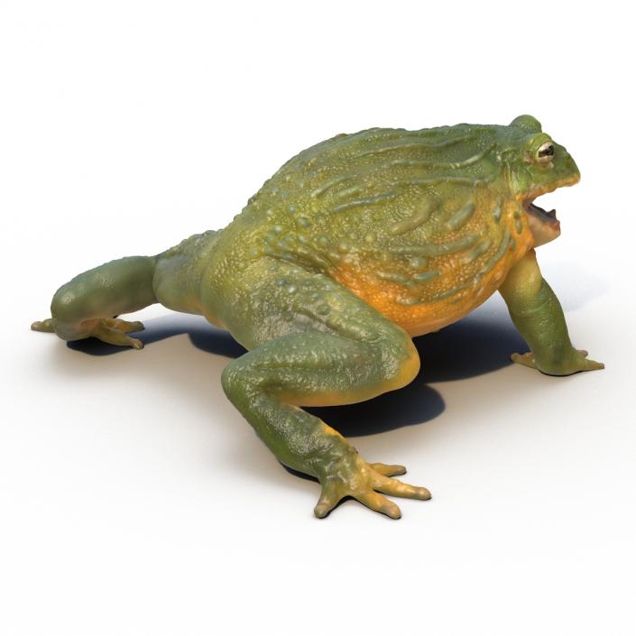 3D African Bullfrog Pose 2 model