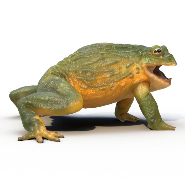 3D African Bullfrog Pose 2 model