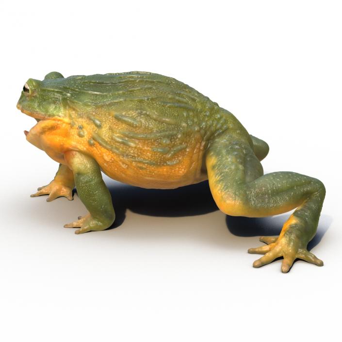 3D African Bullfrog Pose 2 model