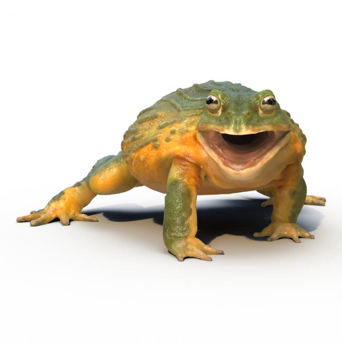 3D African Bullfrog Pose 2 model