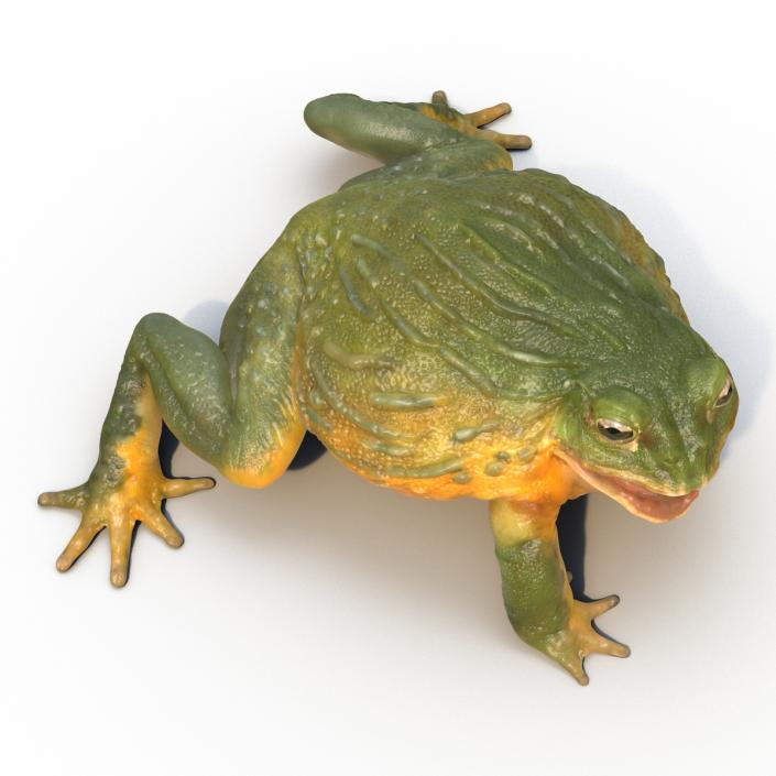 3D African Bullfrog Pose 2 model