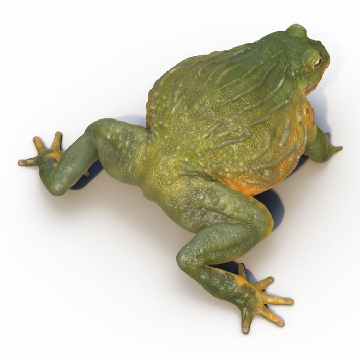 3D African Bullfrog Pose 2 model