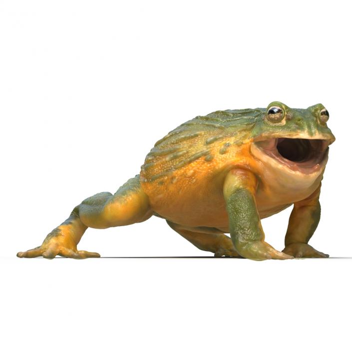 3D African Bullfrog Pose 2 model