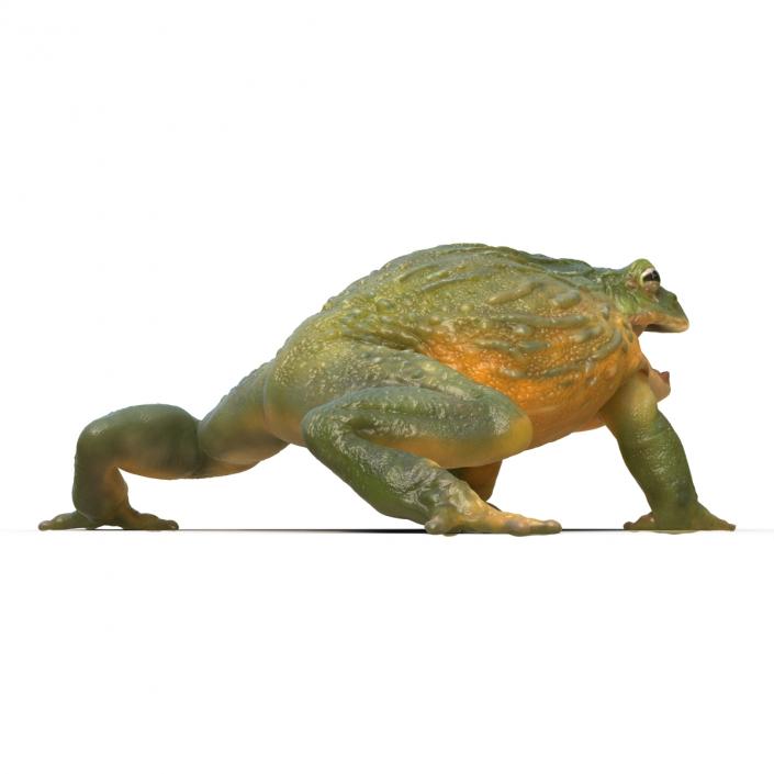 3D African Bullfrog Pose 2 model