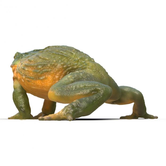 3D African Bullfrog Pose 2 model