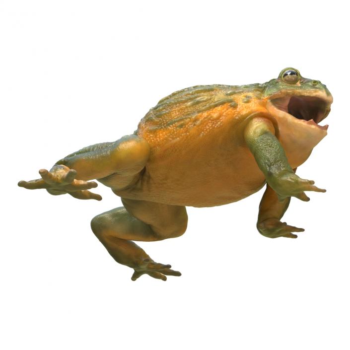 3D African Bullfrog Pose 2 model