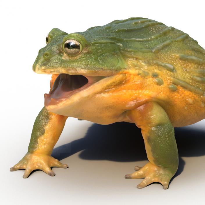 3D African Bullfrog Pose 2 model