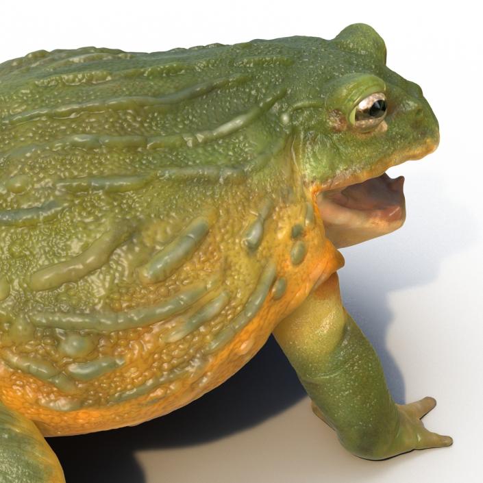 3D African Bullfrog Pose 2 model