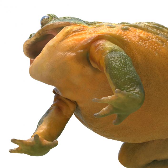 3D African Bullfrog Pose 2 model